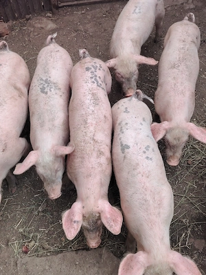 Purcei metiși landrace cu landrace pur