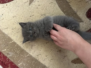 2 pui de British Shorthair + 1 Scottish Fold - imagine 3