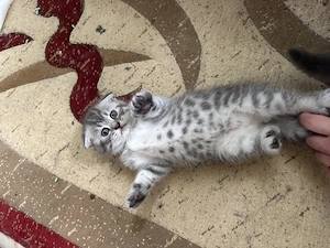 2 pui de British Shorthair + 1 Scottish Fold - imagine 2