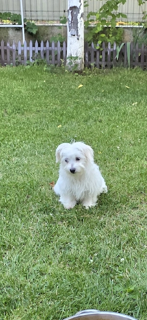 Bichon Maltez  (canisa)