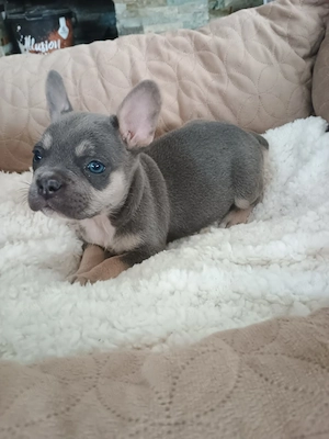 Puiuți de Bulldog francez rasă pură 