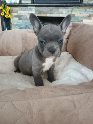 Puiuți de Bulldog francez rasă pură 