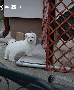 Bichon Maltez  (canisa)