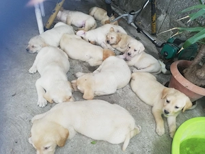 Vând căței labrador