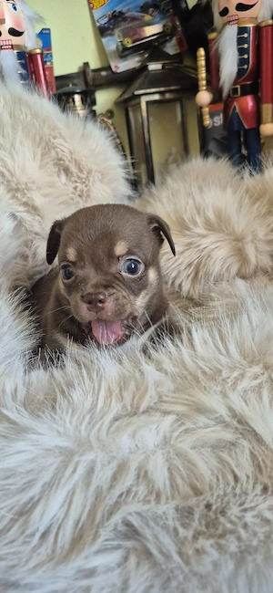 Chihuahua baietel ciocolatiu