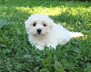2 fetițe bichon maltez 