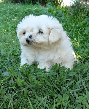 2 fetițe bichon maltez  - imagine 2