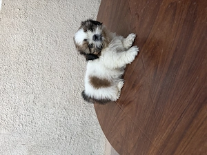 Vând băiețel Shih Tzu