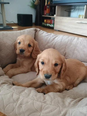 Cocker Spaniel rasa pura caută căsuța nouă .