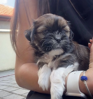 Pui de shih tzu 