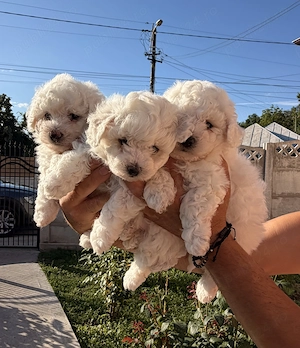 Pui Bichon Frise - imagine 2