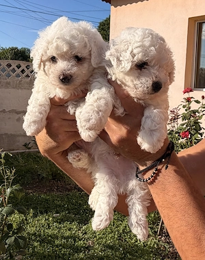 Pui Bichon Frise - imagine 4