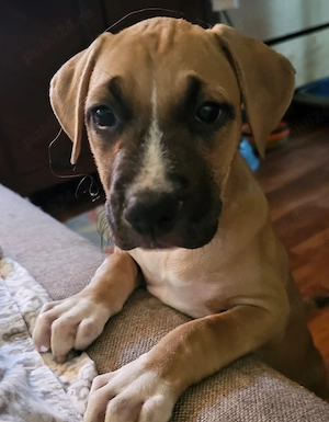 Amstaff o fetita super mumoasa 