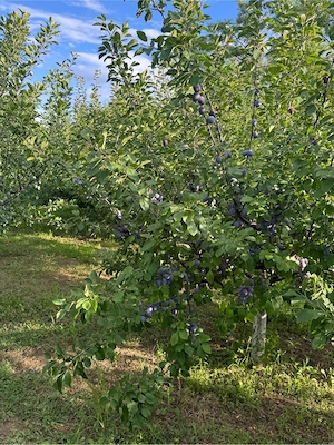 prune de vanzare 