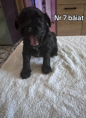 bichon maltez  talie mica 