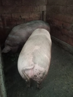 porci de vânzare  - imagine 3