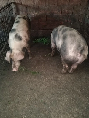 porci de vânzare 