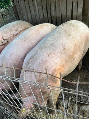 Porci de vânzare Ionești Gorj  