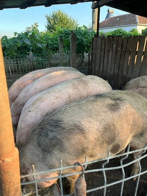 Porci de vânzare Ionești Gorj   - imagine 2
