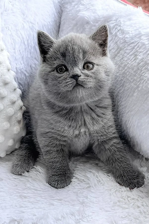 Pui pisica British Shorthair băiețel  - imagine 2