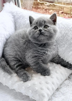 Pui pisica British Shorthair băiețel 