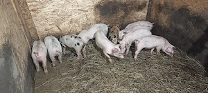 Purcei 8 saptamani