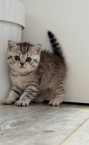 Fetita British Shorthair Silver, nascuta pe 6 iunie, isi cauta o familie iubitoare.