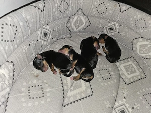 Pui de yorkshire Terrier toy