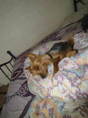 Pui de yorkshire Terrier toy - imagine 2