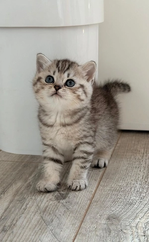 Fetita British Shorthair Silver, nascuta pe 6 iunie, isi cauta o familie iubitoare. - imagine 2