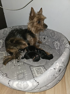Pui de yorkshire Terrier toy - imagine 3