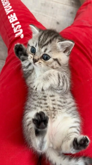 Fetita British Shorthair Silver, nascuta pe 6 iunie, isi cauta o familie iubitoare. - imagine 3