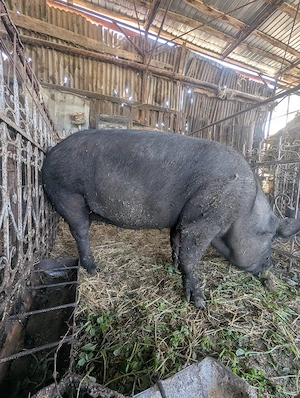 porci de vânzare 