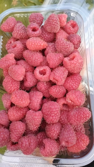 Vând zmeură proaspătă,500 gr. caserolă 
