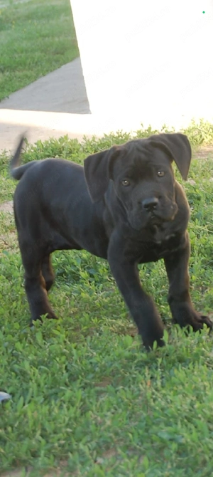 Pui cane corso  - imagine 4