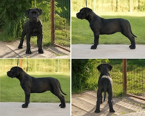 Pui cane corso  - imagine 2
