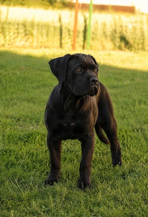 Pui cane corso  - imagine 3