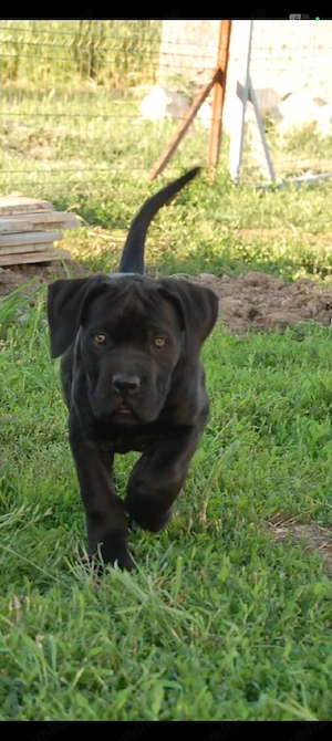 Pui cane corso  - imagine 5