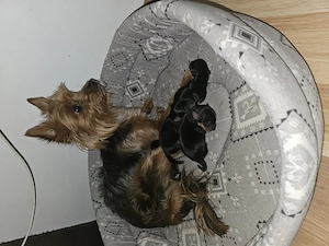 Yorkshire Terrier toy - imagine 2