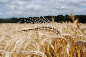 Vand triticale productia 2026