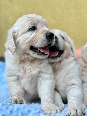 Pui GOLDEN RETRIEVER, rasă pură, dețin ambii părinți 