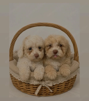 Maltipoo 2F Drăgălașe 