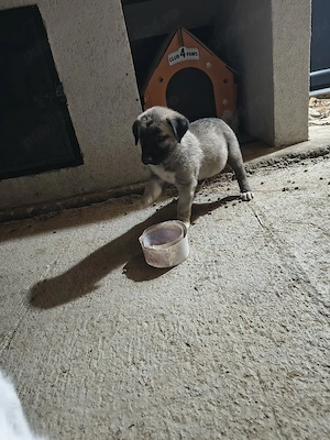 catei kangal 