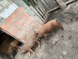 purcei de vanzare