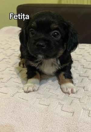 bichon maltez  talie mica  - imagine 3