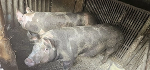Vând Porci