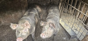 Vând Porci