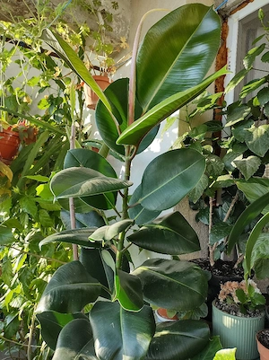 Ficus  de vânzare 