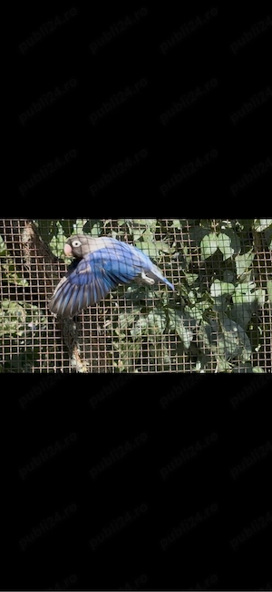 Agapornis personata  - imagine 4