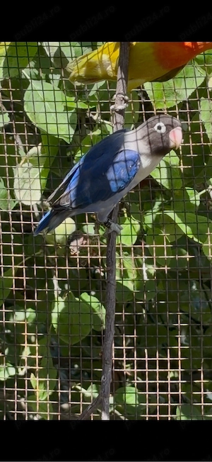 Agapornis personata 